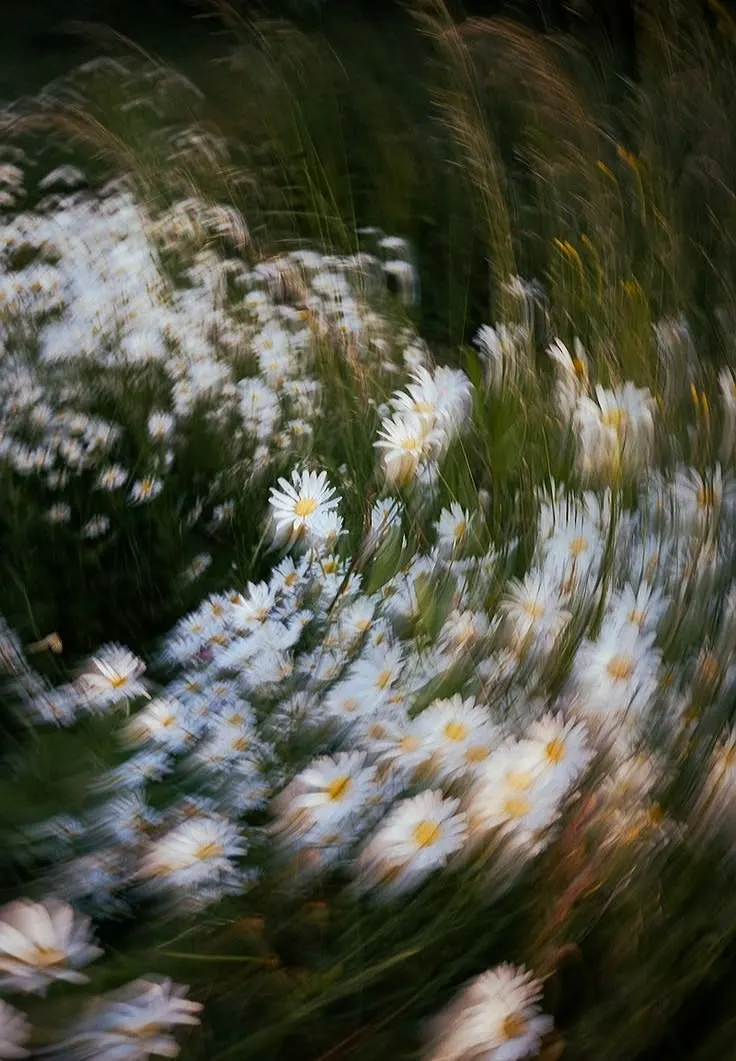 a meadow of daisies turning in motion blur at dusk